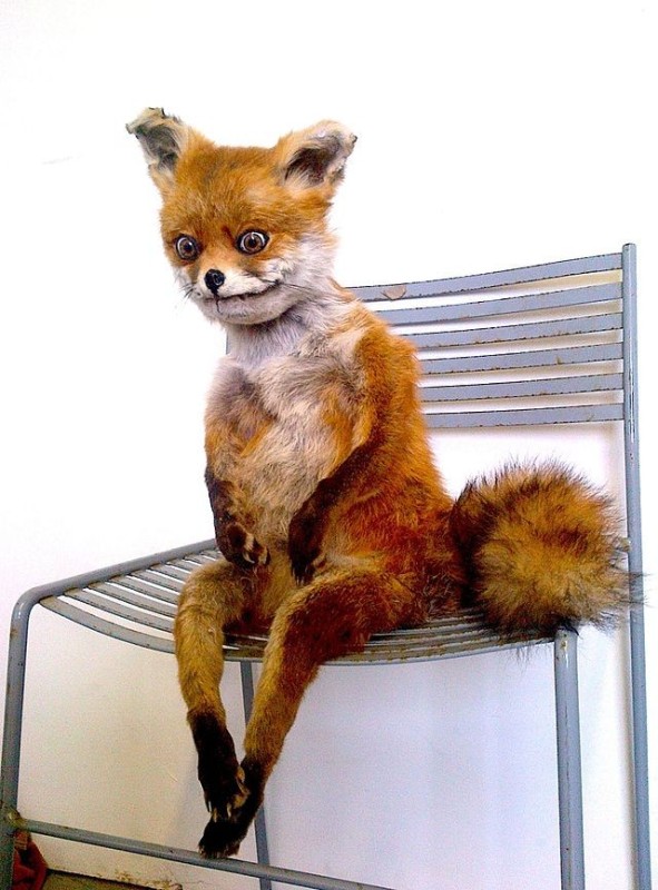 Create meme: Fox , a stuffed Fox , scary fox on a chair