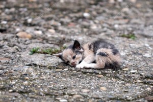 Create meme: homeless animals, photo of street kittens, photos of abandoned kittens on the street