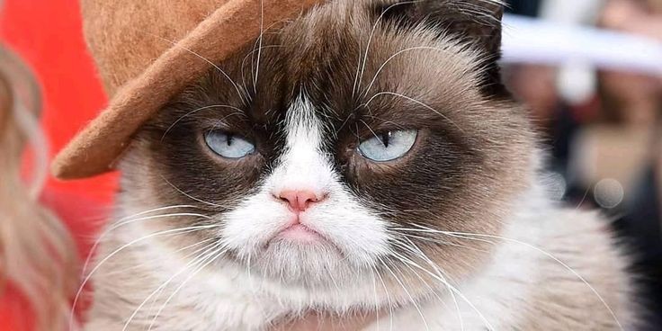 Создать мем: кот недоволен, сердитый кот grumpy cat, недовольные коты