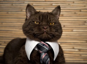 Создать мем: деловой котик, кошка, кошка с галстуком