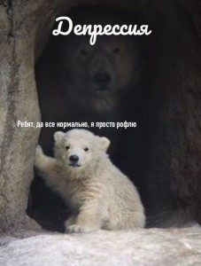 Create meme: polar bear, white bear, polar bear