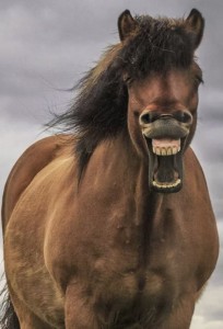 Создать мем: довольная лошадиная морда, конь улыбается, лошадь
