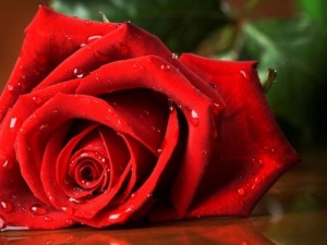 Create meme: red, rose green, beautiful rose