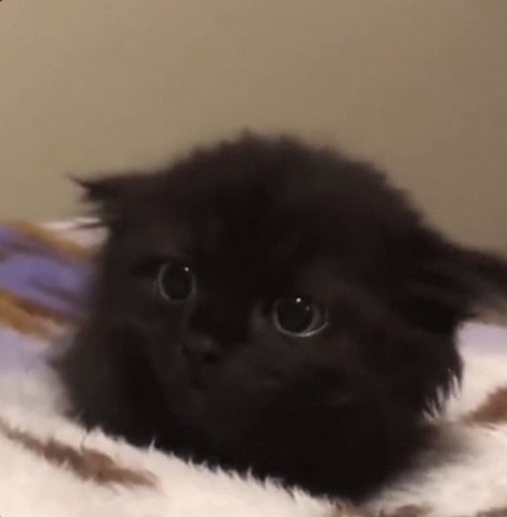 Create meme: black fluffy kitten, black persian kitten, the kitten is black