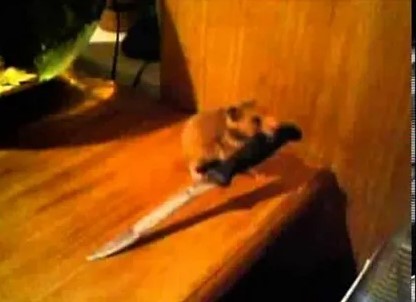 Create meme: hamster with a knife, hamster drags a knife, the killer hamster