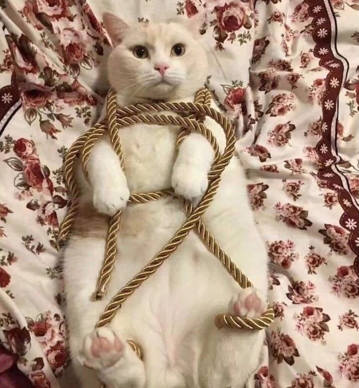 Create meme: very cute cats, the cats are very cute, shibari cats