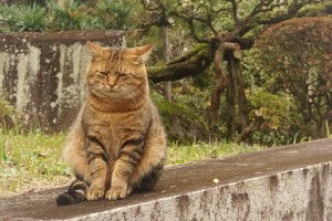 Create meme: animals cats, outdoor cat, cats