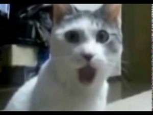 Create meme: The cat is surprised