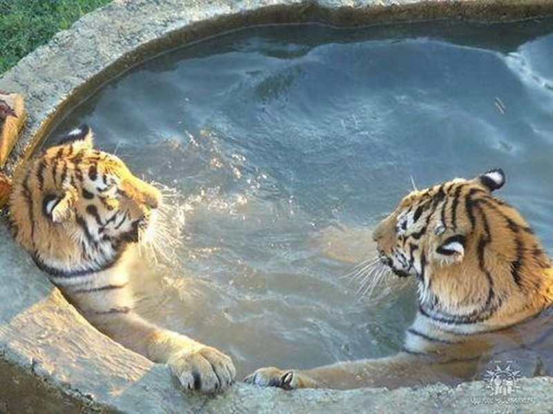 Create meme: tiger beautiful, tiger large, water tiger