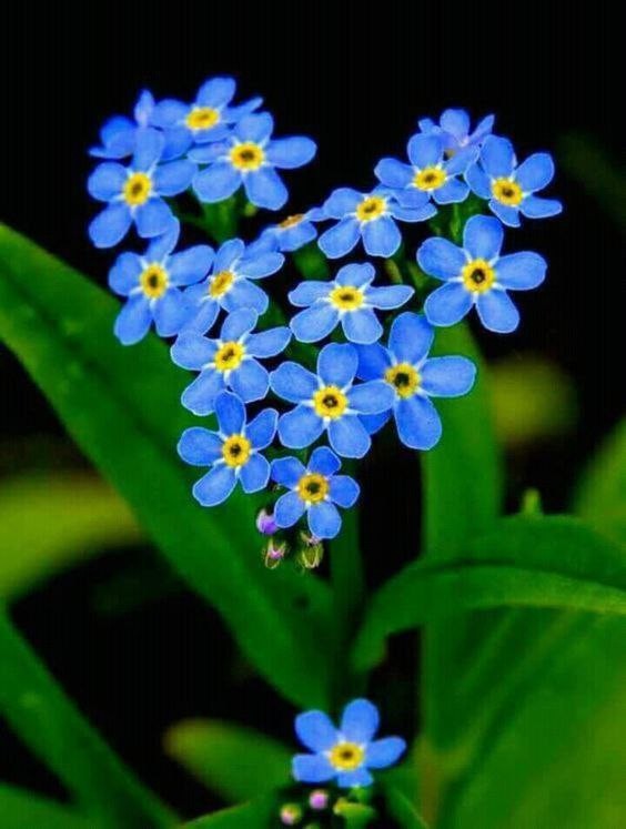 Create meme: forget-me-not flower, forget-me-not , forget - me - not forest