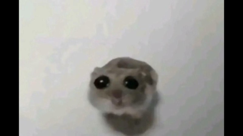 Create meme: hamster with big eyes meme, A hamster with big eyes, hamster with a cross meme