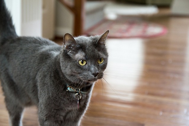 Создать мем: серый кот, кошка дымчатая, серый кот порода