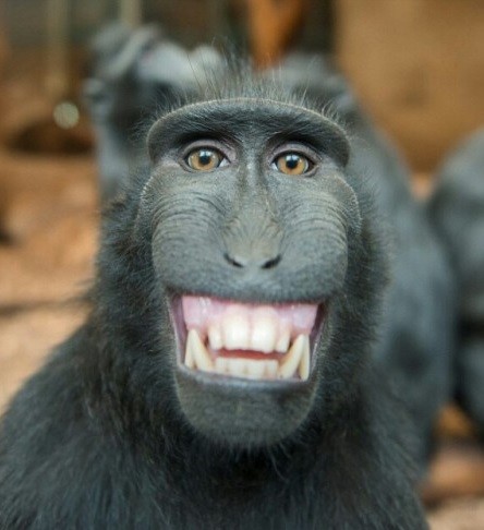 Создать мем: улыбка обезьяны, довольная обезьяна, мартышка улыбается
