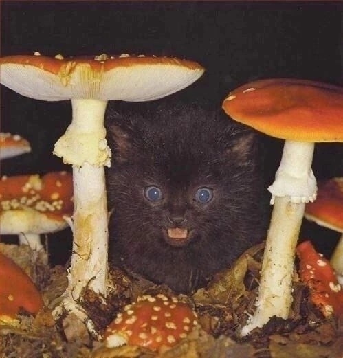 Create meme: merry mushroom, the fly agaric cat, a cat with mushrooms