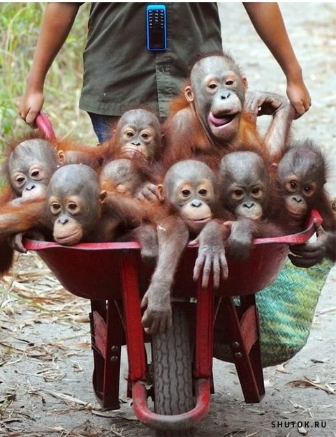 Create meme: the baby orangutan, little orangutan, monkey orangutan