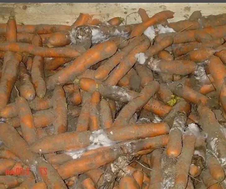 Create meme: carrots , storing carrots, white rot of carrots (sclerotiniosis)