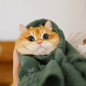 Create meme: funny cat, cute cats, cute cats funny