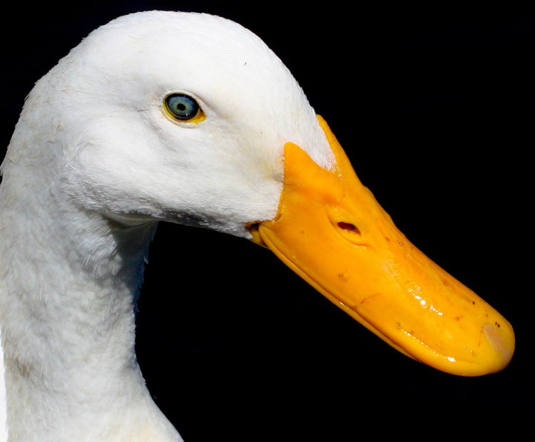 Create meme: duck's beak, The killer duck game, breed ducks