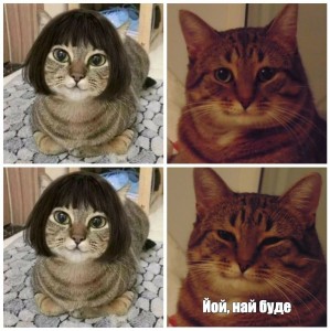 Create meme: cat meme, memes with cats