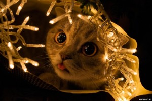 Create meme: Christmas, Cat, New year