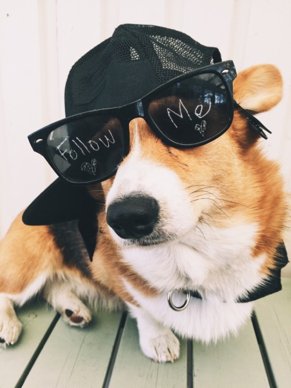 Create meme: corgis with glasses, Corgi, Welsh corgi are funny