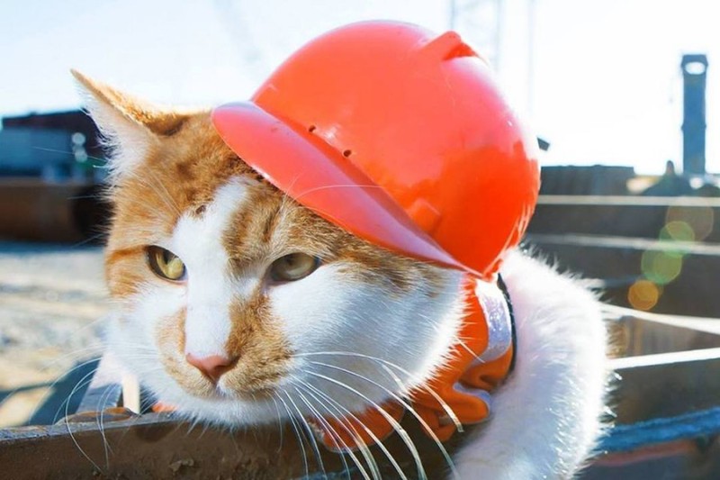 Create meme: cat bridge crimean bridge, cat Builder, a cat in a construction helmet