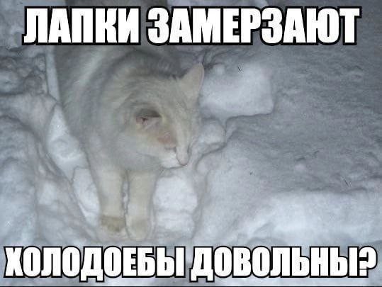 Create meme: white cats, cat Angora, white cat