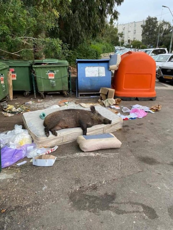 Create meme: pig in the trash, a boar on a mattress by the trash, The garbage pig