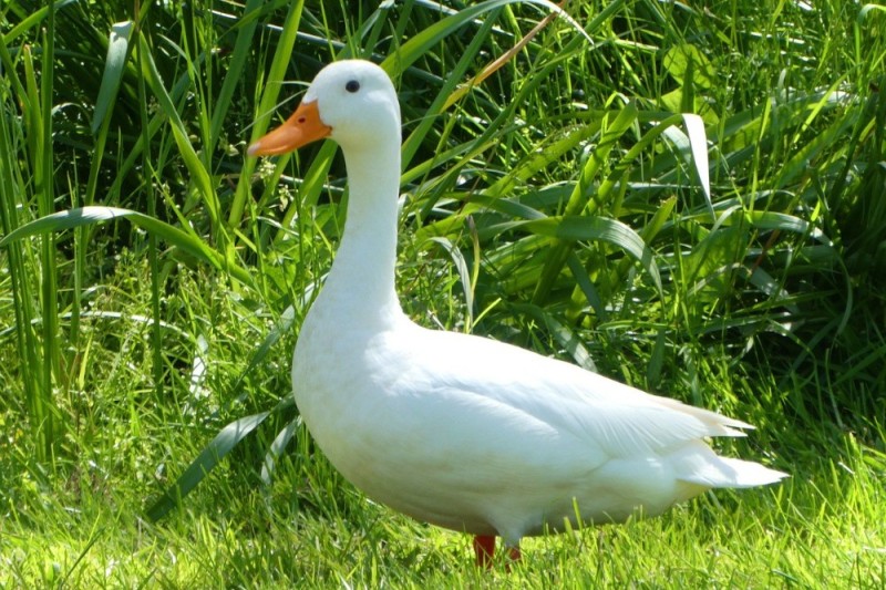 Create meme: cherry valley ducks, duck white, duck duck