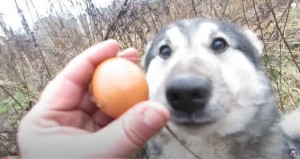 Create meme: likes, eggs, dog