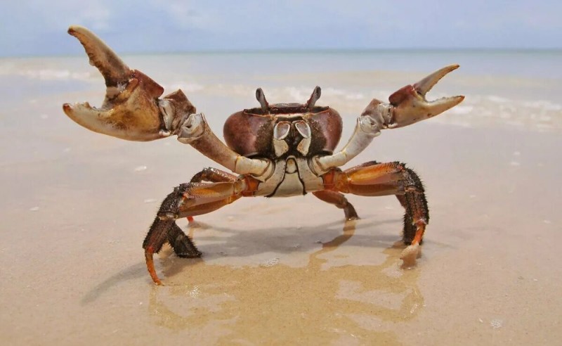 Create meme: crab , sea crab, big crabs