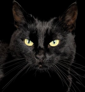 Создать мем: Кошка, коты, Чёрная кошка