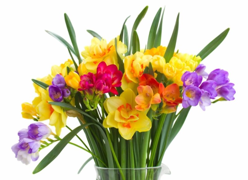 Create meme: freesia flower, Freesia encel mix, daffodils bouquet
