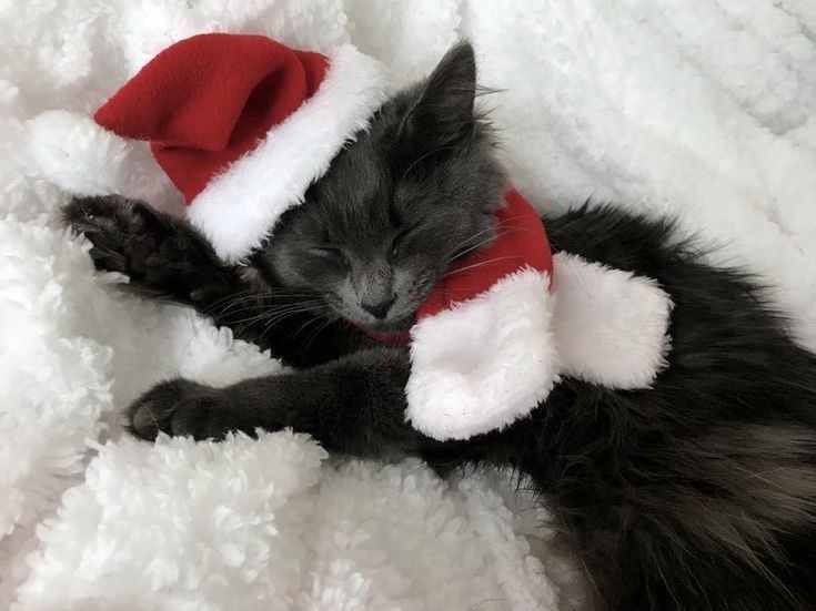 Create meme: christmas cat , Christmas cat , cat new year