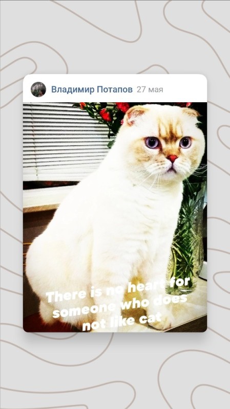 Create meme: cat , the lop - eared cat, exotic cat