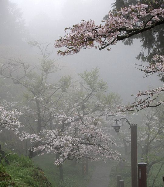 Создать мем: сад в тумане, сакура, япония туман