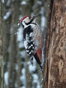 Create meme: woodpecker, bird woodpecker