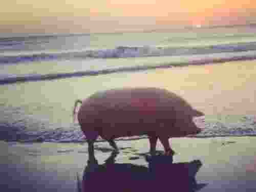 Create meme: pigs in the sea, pig , Landrace breed of pigs