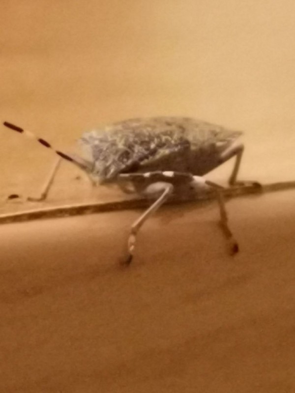 Создать мем: жук, клоп вонючка, stink bug