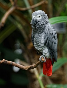 Create meme: African parrot, red-tailed Jaco, grey parrot