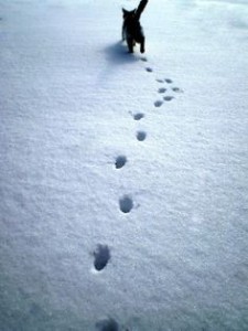 Создать мем: следы стаи волков на снегу, кошачьи следы на снегу, кот