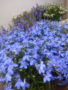 Create meme: Lobelia erinus blue, plyumbago blue svinchatka, Lobelia cambridge blue