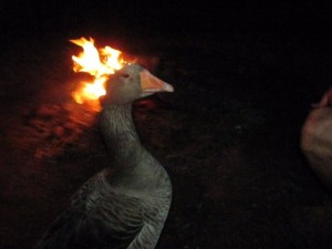 Create meme: geese, burning goose