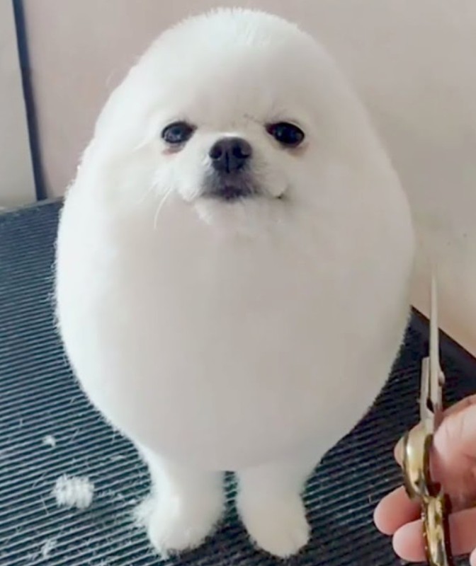 Создать мем: шпиц белый, pomeranian dog, eggdog игрушка