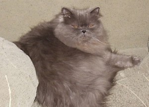 Создать мем: персидский котик, серый персидский кот, персидский кот дымчатый