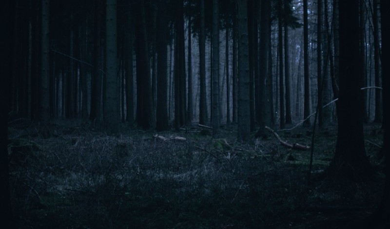 Create meme: The forest is dark and gloomy, dense dark forest, forest background is dark