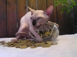Create meme: cats, the Sphynx breed, cats