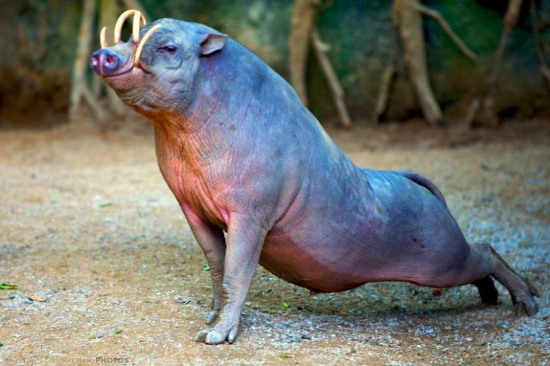 Create meme: babirussa animal, breed of duroc pigs, ugly animals