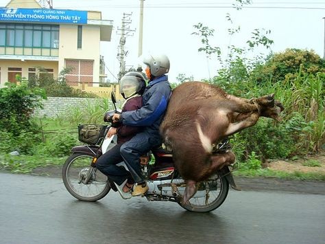 Create meme: monkey on a motorcycle, funny motorcycle, motorcycle 