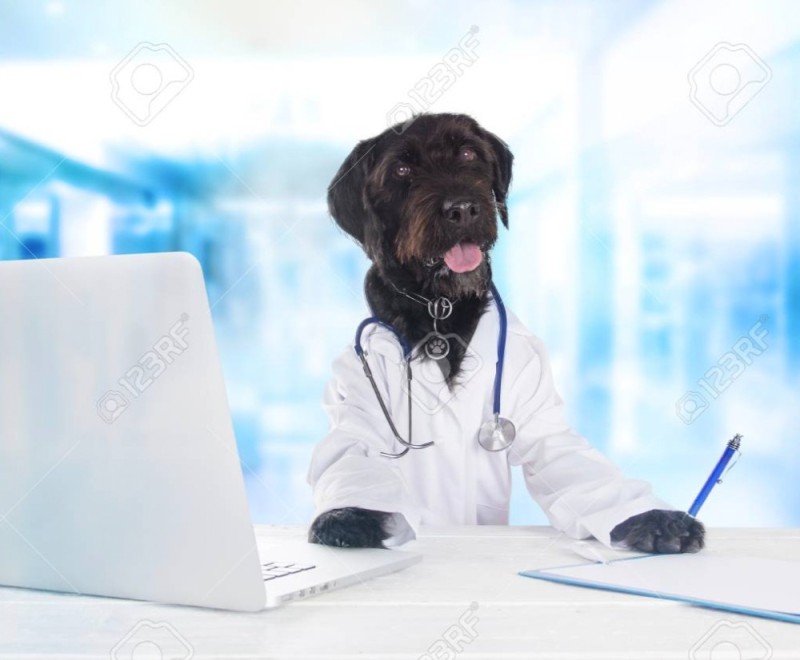 Create meme: dog doctor, the vet with the dog, veterinarian at home